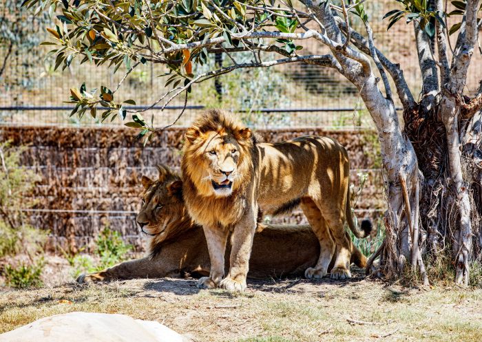 Lions in the Africa exhibit under a tree, Sydney Zoo, Bungarribee