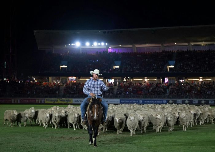 A man on a horse leading a large herd of sheep, Sydney Royal Easter Show, Sydney Olympic Park - Credit: Monde Photo | RAS of NSW