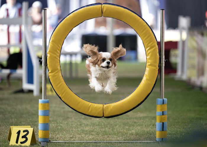 Small dog jumping through a round hoop, Agility Dog Pavillion, Sydney Royal Easter Show, Sydney Olympic Park - Credit: Sydney Royal Easter Show