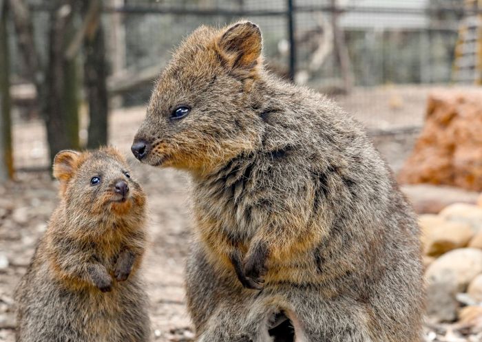 Two Quokkas standing, Featherdale Sydney Wildlife Park, Doonside - Credit: Featherdale Sydney Wildlife Park