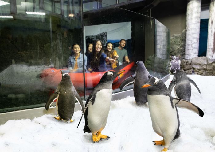 Penguin Expedition Boat Ride, SEA LIFE Sydney Aquarium, Sydney - Credit: SEA LIFE Sydney Aquarium