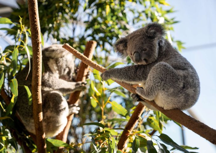 Koalas in tree, WILD LIFE Sydney Zoo, Darling Harbour - Credit: WILD LIFE Sydney Zoo