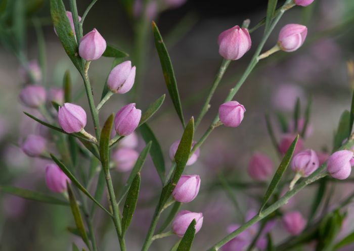 Pink Flora, Ku-ring-gai Wildflower Garden, St. Ives - Credit: Ku-ring-gai Council