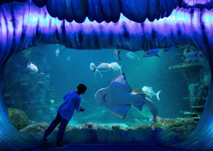 Young boy looking at sea life, SEA LIFE Sydney Aquarium, Darling Harbour