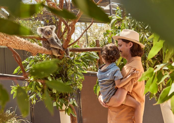 Man and child looking at Koalas, Taronga Zoo, Mosman