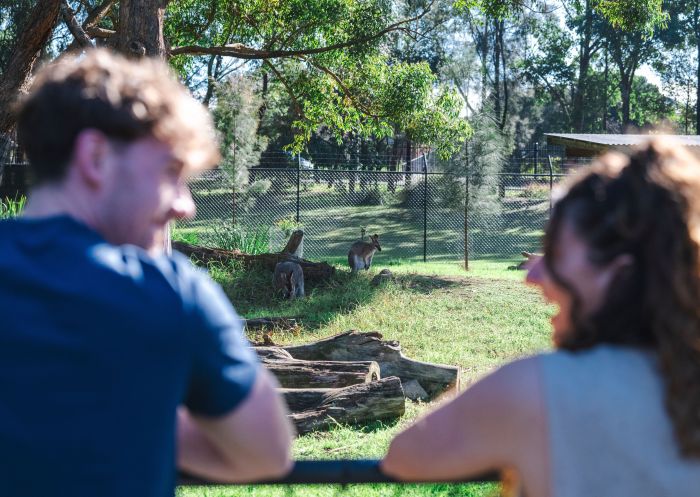 Couple explores park and views kangaroo, Central Gardens Nature Reserve, Merrylands West