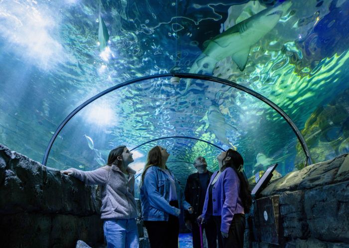 Friends visiting and walking through, SEA LIFE Sydney Aquarium, Darling Harbour