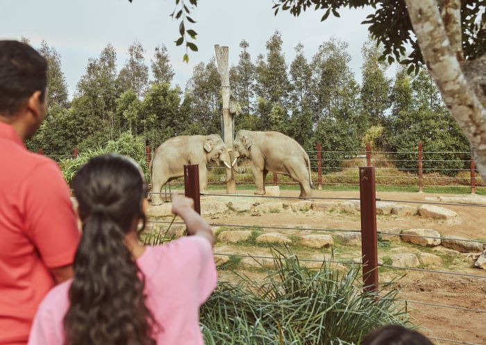 Family enjoy the elephants feeding, Sydney Zoo, Eastern Creek