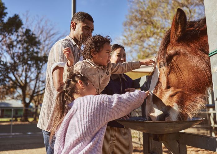 Family meet the horses, Calmsley Hill City Farm, Abbotsbury