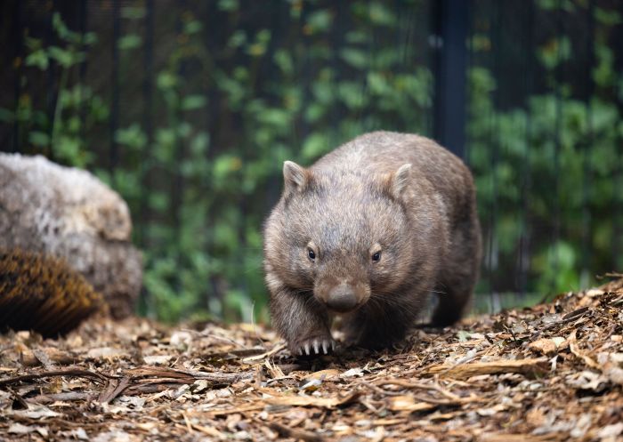 Resident wombat at the Fauna Reserve, Auburn Botanic Gardens, Auburn