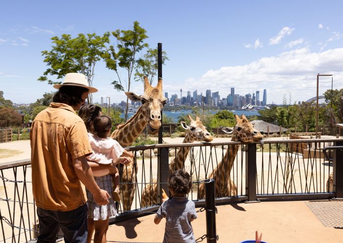 Family looking at Giraffes, Taronga Zoo Sydney, Mosman