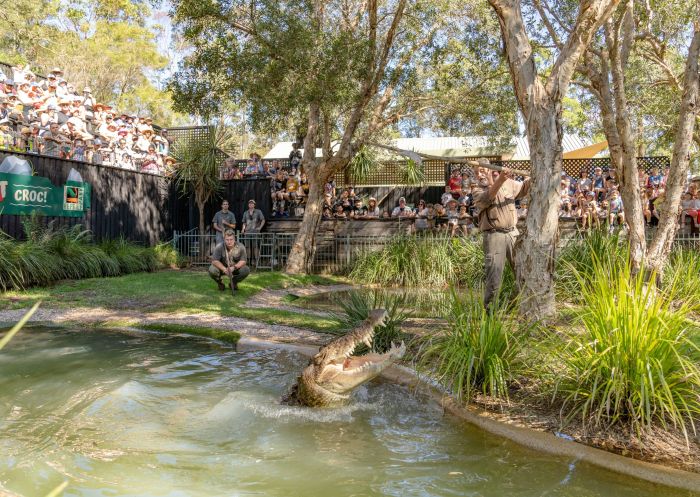 Interactive animal experiences  with a crocodile, Australian Reptile Park, Somersby