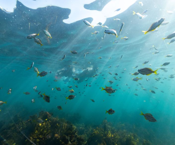 Ecotreasures Manly SnorkelTour