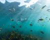 Ecotreasures  Manly SnorkelTour