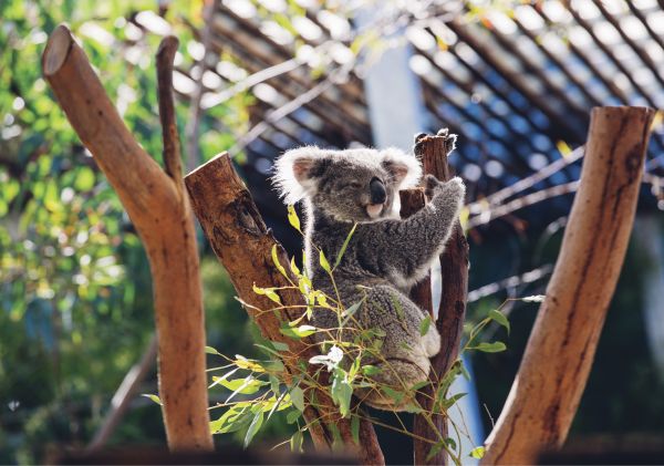 Cuddly koala resting in its tree at Taronga Zoo in Sydney