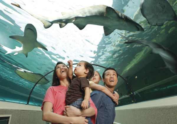 Family at Sea Life Sydney Aquarium at Darling Harbour