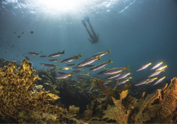 Snorkelling above yellowtail fish, Cabbage Tree Bay Aquatic Reserve, Manly