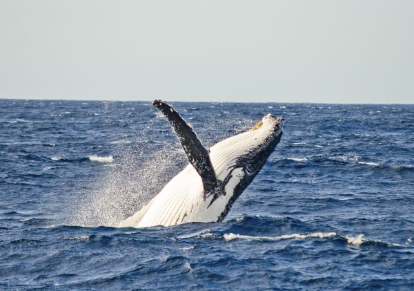 Spot a Whale near Sydney Harbour