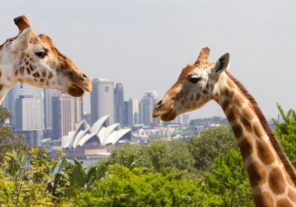 Giraffes at Taronga Zoo Sydney in Mosman, Sydney North