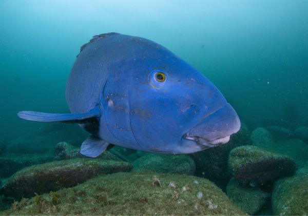 Local Eastern Blue Groper in Cabbage Tree Bay Aquatic Reserve, Manly