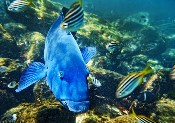 Groper swimming in Cabbage Tree Bay Aquatic Reserve in Manly