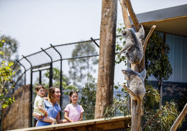 Mother and children viewing the resident koalas at Sydney Zoo, Bungarribee in Sydney West 