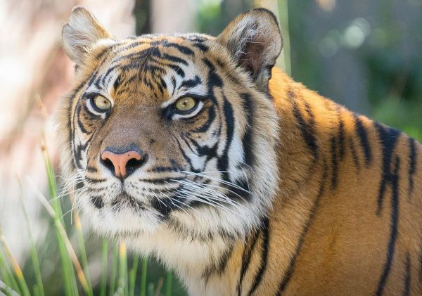 Tiger at Taronga Zoo in Sydney