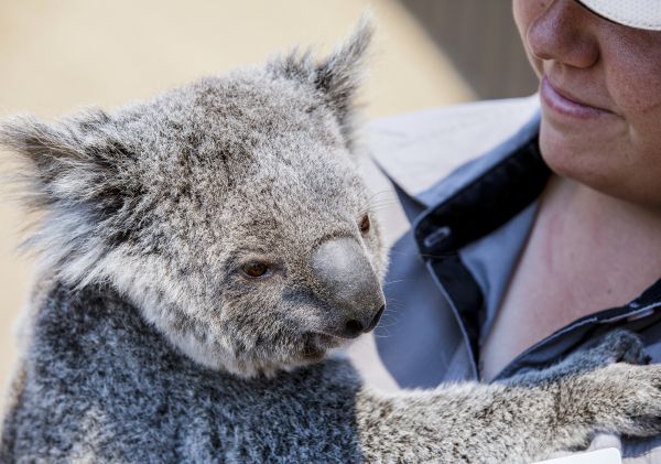 Koala at Sydney Zoo - Bungarribee - Sydney West