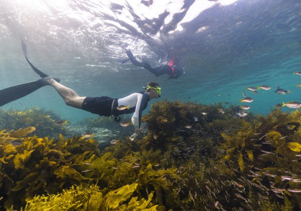 Freedivers exploring the Cabbage Tree Bay Aquatic Reserve, Manly