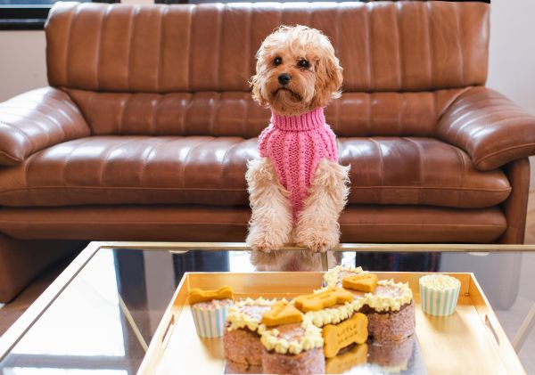 pet friendly shopping near me