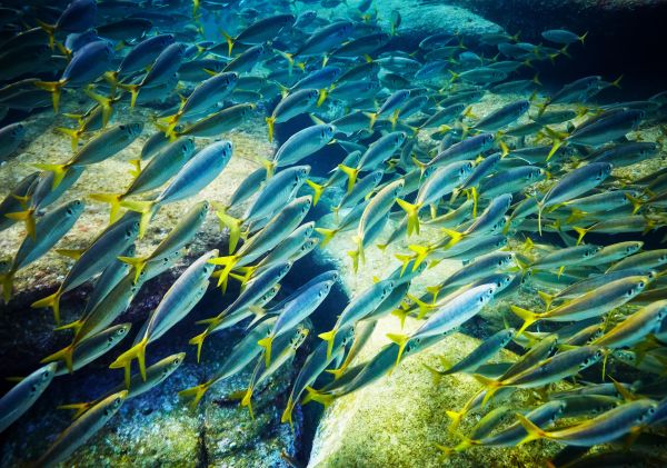 Yellowtail fish swimming in Cabbage Tree Bay Aquatic Reserve in Manly, Sydney North
