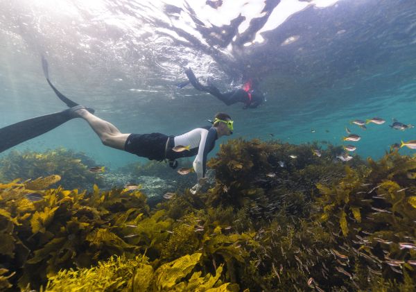 Freedivers exploring the Cabbage Tree Bay Aquatic Reserve in Manly, Sydney North