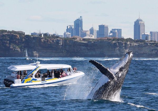 Whale Watching Sydney. Credit: Bass & Flinders Cruises