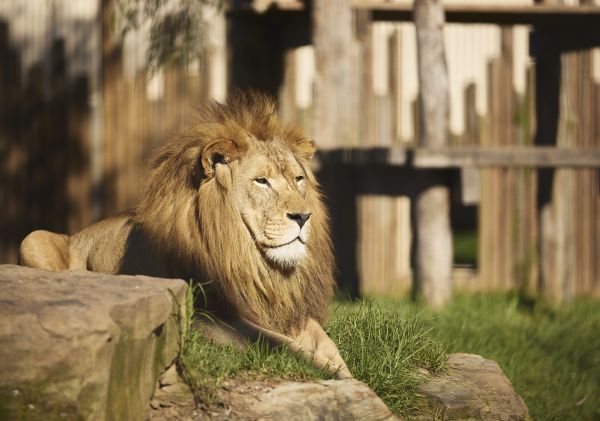 Zambi Wildlife at Penrith, Sydney West