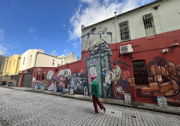 Bin chickens street art by artist Scottie Marsh in Chippendale - Credit: Eloise Basuki