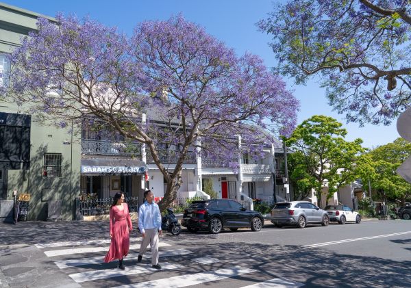 Couple enjoying the Jacarandas in bloom, Jacarandas, Paddington