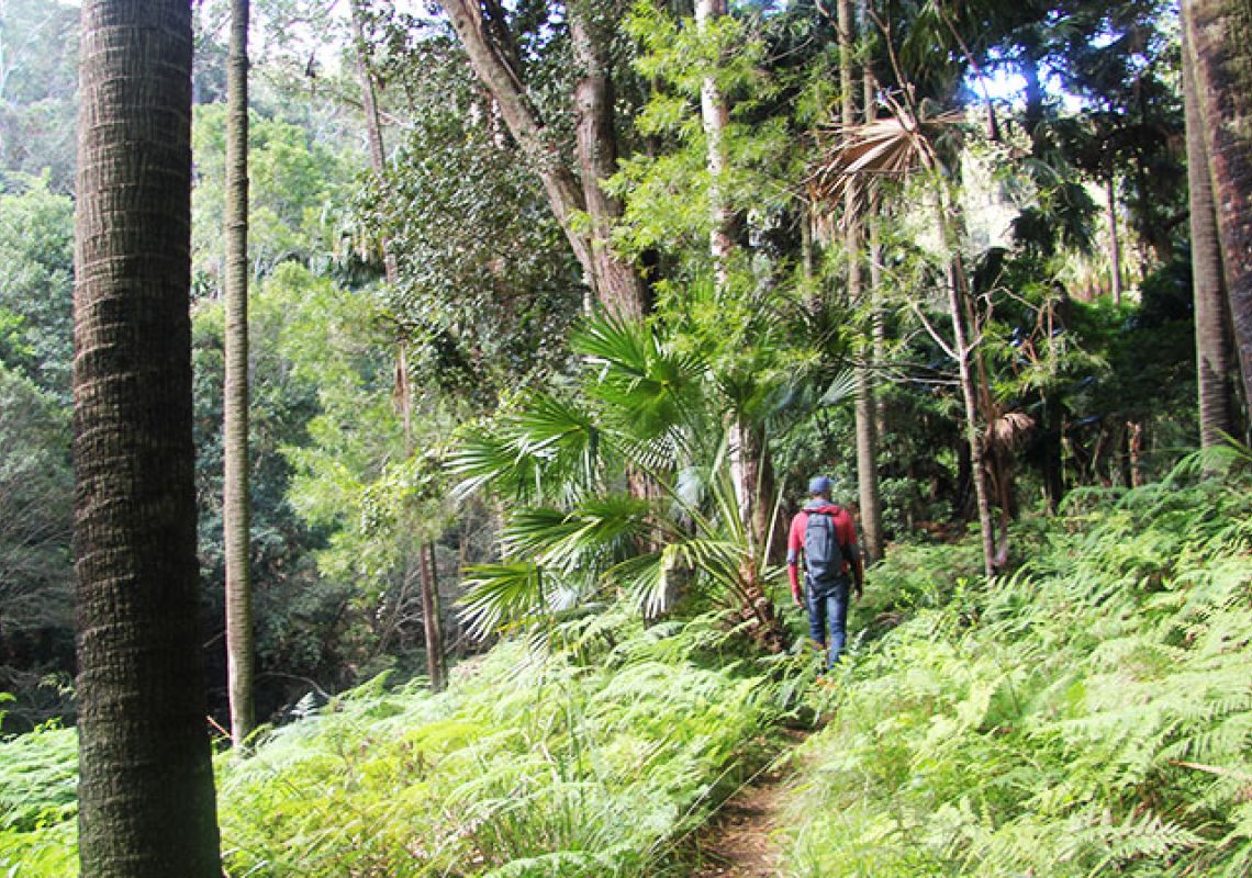 Forest path in Royal National Park Forest path in Royal National Park