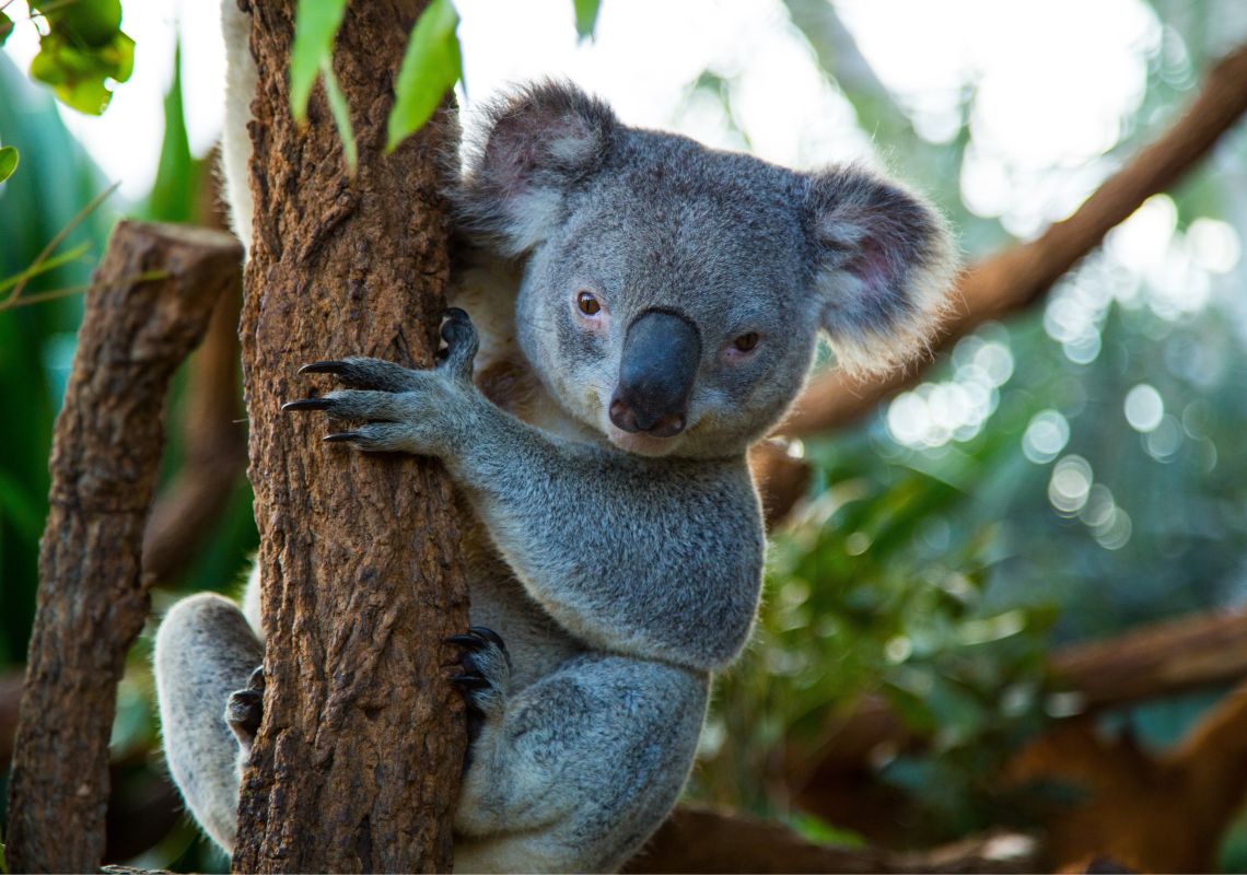 sydney australia wildlife tour