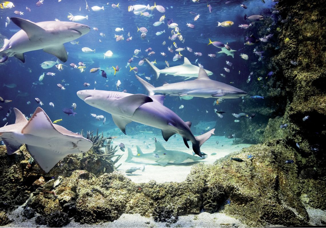 Sydney Zoo - Zoos & Wildlife - Things to Do, Taronga Zoo & Aquariums