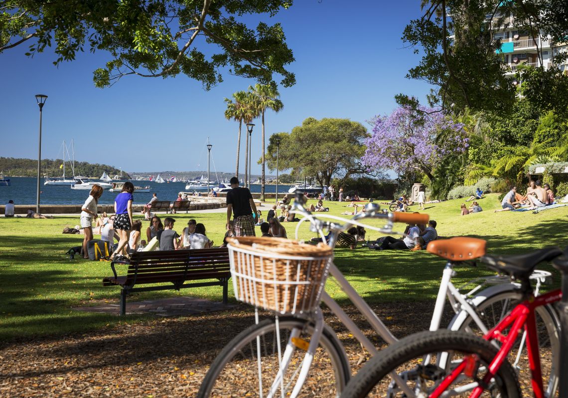 Jacarandas in Spring bloom, Sydney