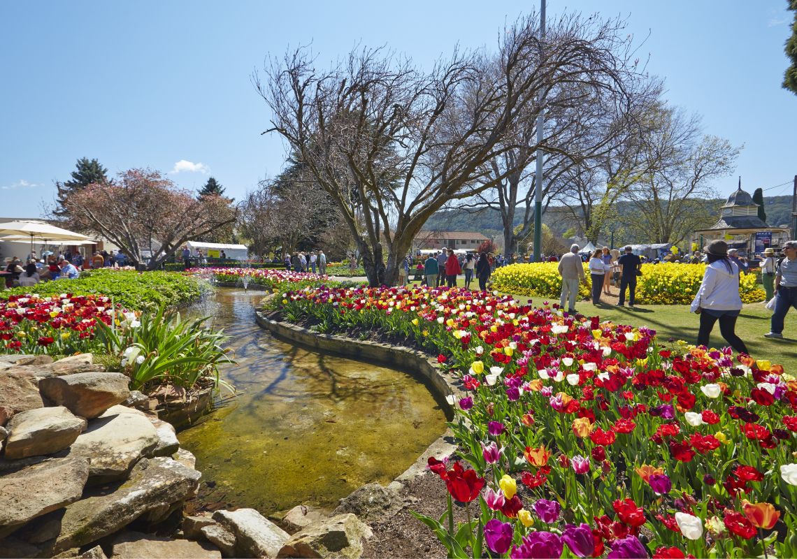 Tulip Time, Bowral Tulip Time - one of Australia's oldest and leading floral festivals blooms in Bowral