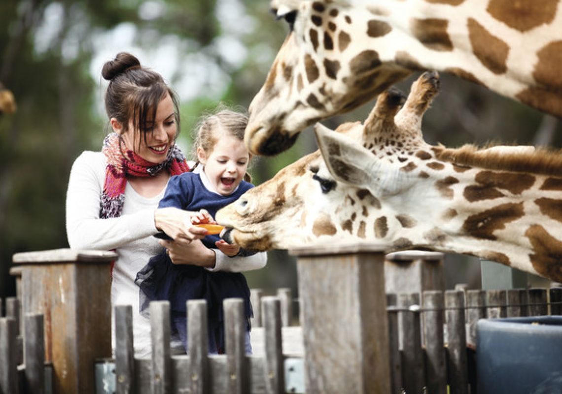 Mother and daughter on an up close Giraffes in Focus encounter at Taronga Western Plains Zoo Taronga Western Plains Zoo, Dubbo