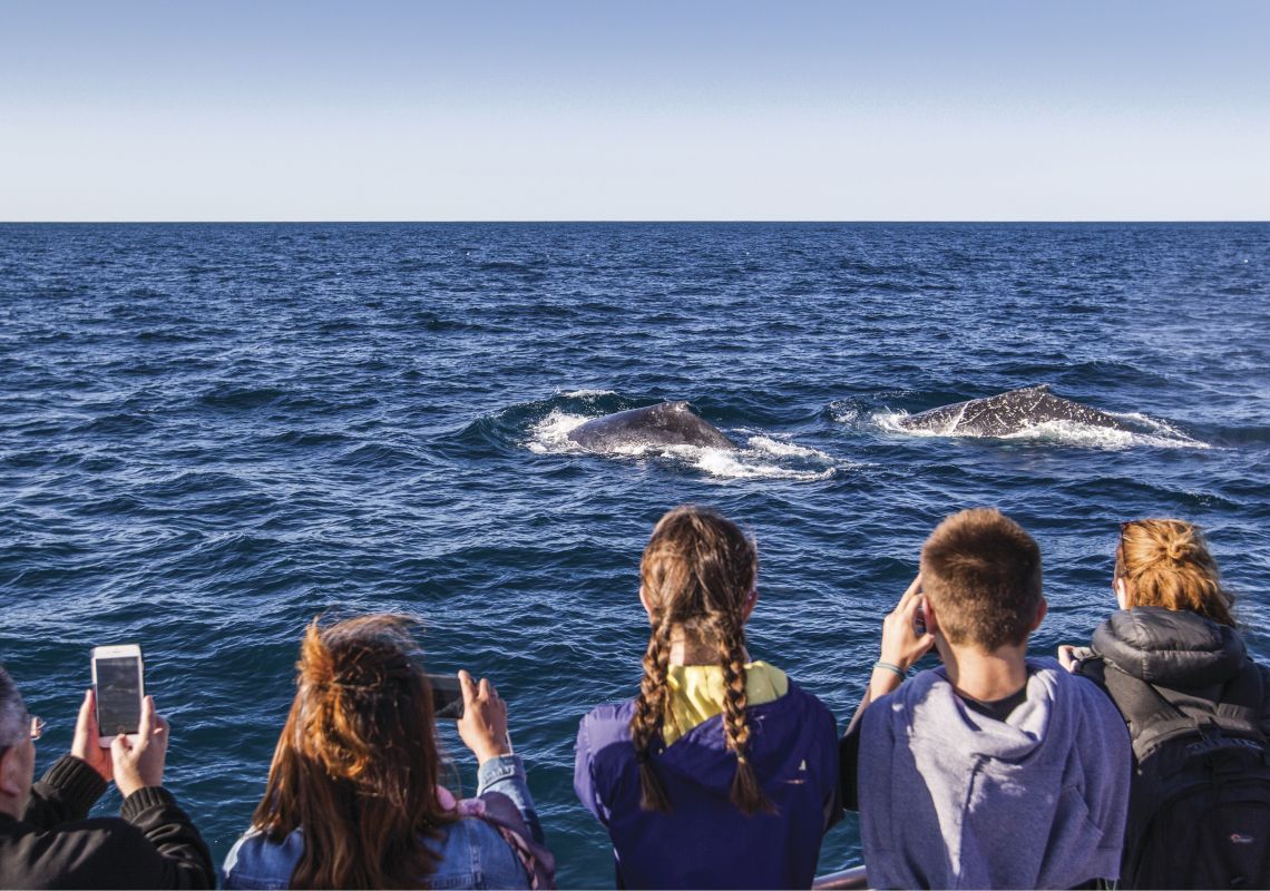 Family enjoying a day of whale watching off-shore Sydney Whale Watching Sydney
