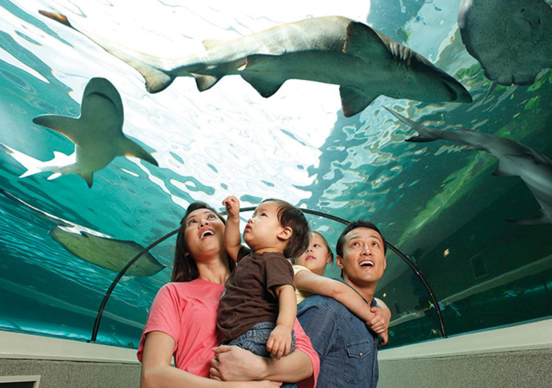 Sea Life Sydney Aquarium, Darling Harbour A family watching sharks at the Sea Life Sydney Aquarium, Darling Harbour