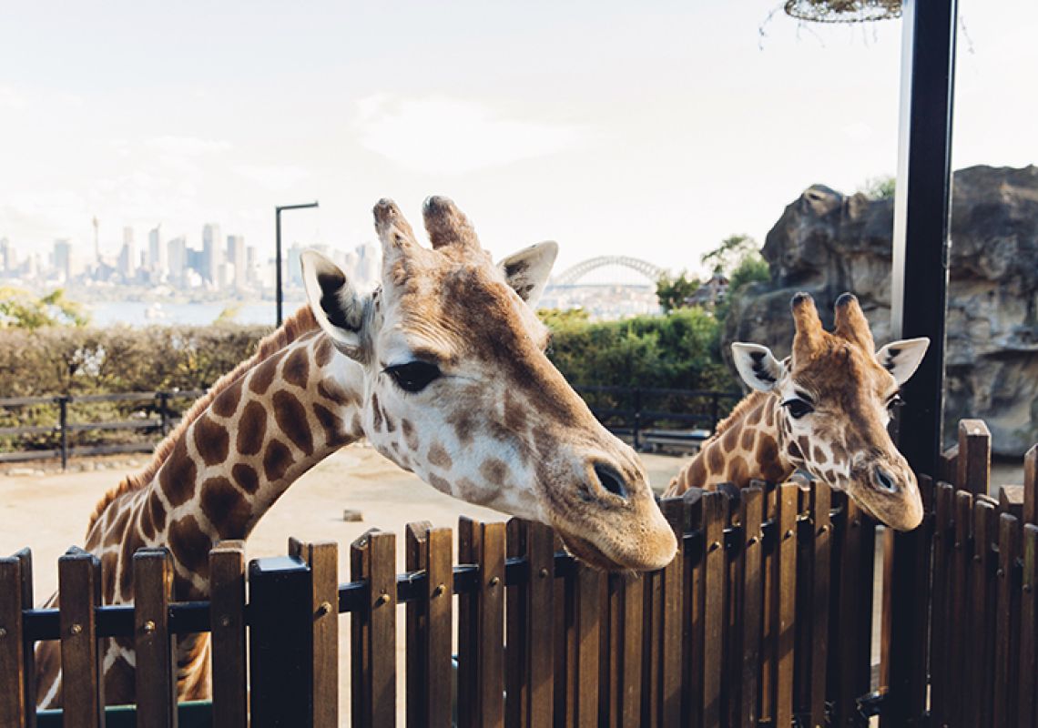 australia zoo tourism