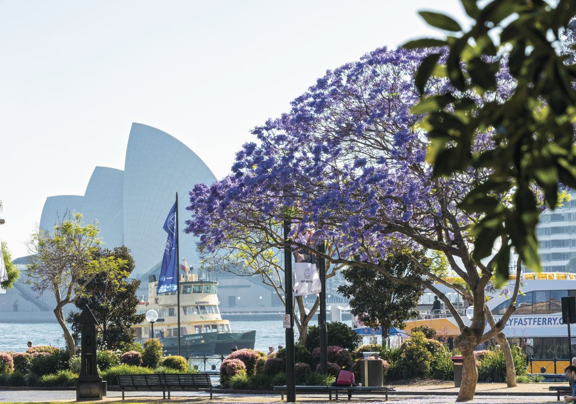 Vibrant Jacaranda trees in spring bloom at Circular Quay, Sydney Circular Quay, Sydney