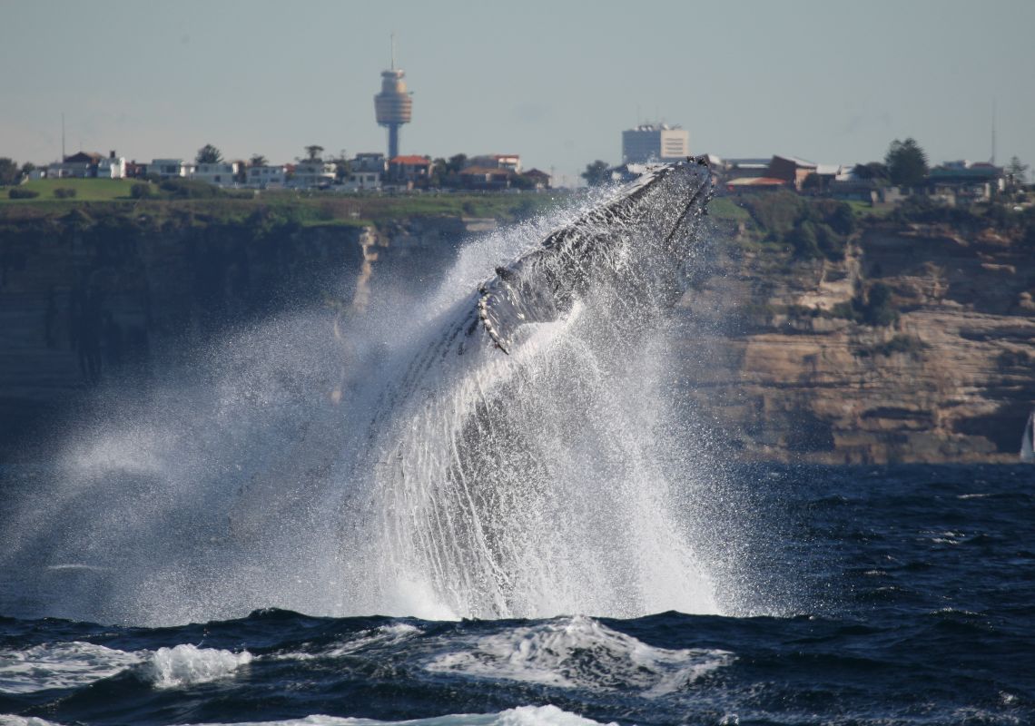 Whale Watching in Sydney Whale Watching in Sydney