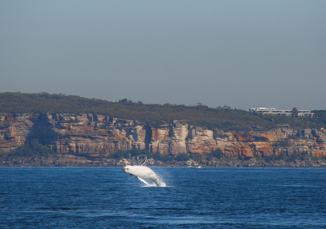 Whale Watching in Sydney Whale Watching in Sydney
