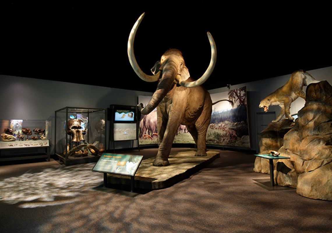 Giants of the Ice Age Exhibition, Australian Museum Mammoths at the Giants of the Ice Age Exhibition at the Australian Museum in Sydney