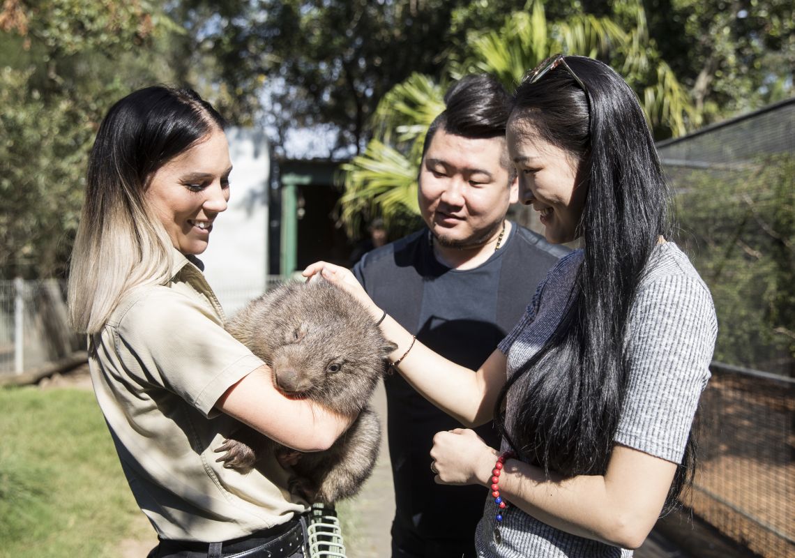 Featherdale Wildlife Park, Western Sydney Couple petting a wombat at the Featherdale Wildlife Park, Doonside